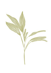 Watercolor illustration of sage branch
