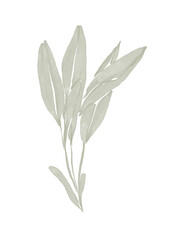 Watercolor illustration of sage branch