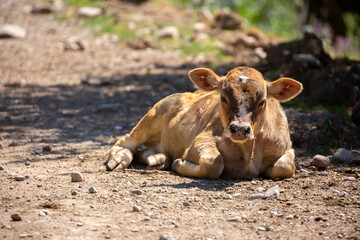 A young calf hides in the shade from the heat.Cows graze on a pasture in the garden, lies resting in the shade. The concept of animal husbandry and organic food. Flies on the face of a cow.
