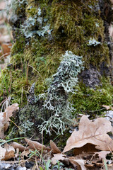 Common blue lichen. blue lichen on a oak branch in the forest.
