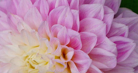 there are many different and beautiful flowers in the garden, beautiful buds are blooming outdoors.