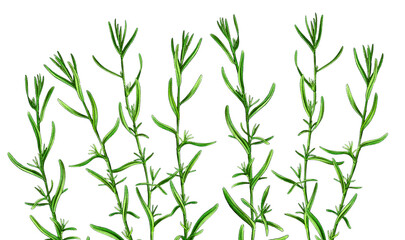 drawing plant of estragon withgreen leaves, Tarragon, Artemisia dracunculus, medicinal plants, aromatic herbs, hand drawn illustration