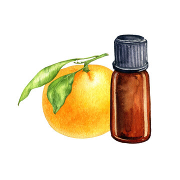 watercolor drawing orange essential oil, glass bottle and citrus fruits, hand drawn illustration
