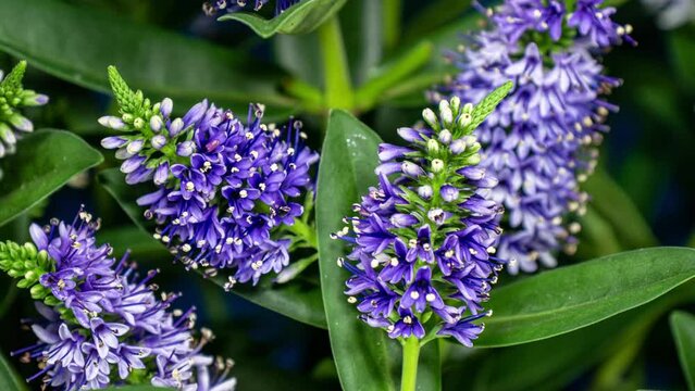 Hebe Violet Flowers Growing and Moving in Time Lapse. Perfect Plant Background. Hebe Donna Very Bushy Plant with Flower Spikes Sequentially Blossoming. Evergreen Plant Shrubby Veronica