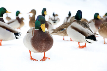 Mallard ducks on the snow. Portrait of male wild duck in winter season - Powered by Adobe