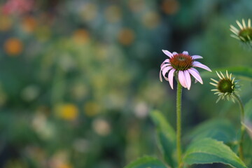 Echinacea on the background of blurred greenery