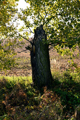 Fototapeta premium stump in the autumn field