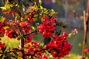 red currant berries