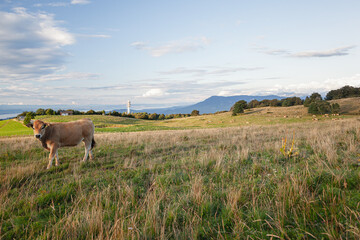 Bovine capture - Haute-Savoie, France