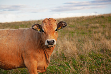 Bovine capture - Haute-Savoie, France