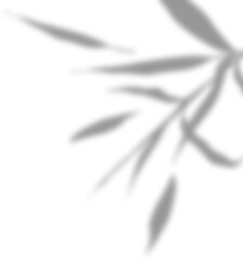 Transparent natural plant shadow. Light effect overlay. Mesh grid. Shadows from branches, plant, foliage and leaves on ground. Presentation your design card, poster Photo realistic vector illustration