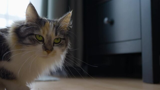 Adorable Long-Haired Calico Cat looking at the camera