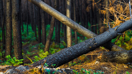 Forêt de pins calcinée, après le passage des incendies de l'été 2022, à proximité de Landiras, en Gironde