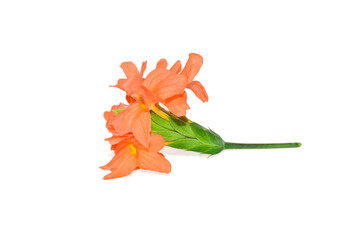 Orange Firecracker flower ( Crossandra infundibuliformis ) isolated on white background