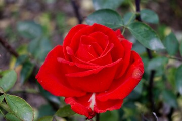 red rose in garden