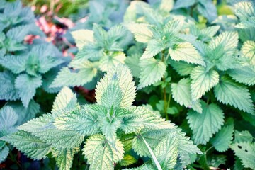 close up of nettle