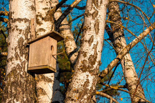 Small Wooden Box For Starlings In A Birch Tree