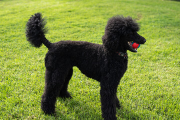 Black standard poodle in the park on green grass with a ball in his mouth.
