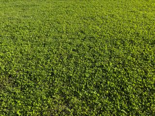 A field with a trimmed green lawn made of clover.