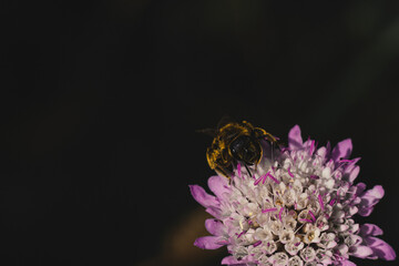 Abeja posada en flor