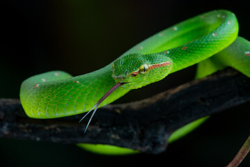 Obraz premium a male wagler's temple pit viper snake Tropidolaemus wagleri slithering on a branch with black background