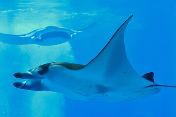  水族館の水槽でゆっくり泳ぐマンタ