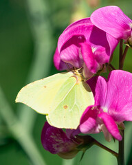 Common brimstone (Gonepteryx rhamni). Portrait of a Common Brimstone (Gonepteryx rhamni) feeding on...