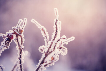 Beautiful delicate abstract natural Winter wallpaper.