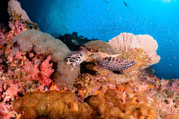 coral reef with Turtle