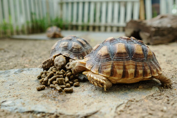 Sucata tortoise on the ground