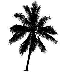 coconut tree and palm tree silhouette design with PNG format