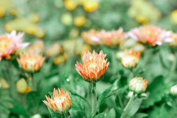 beautiful red chrysanthemum flowers blossom in selective focus