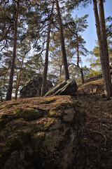 Felsen im Wald