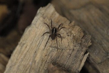 Spinne