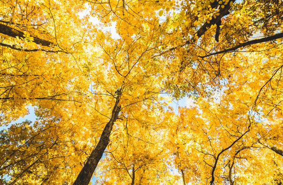 Fall