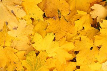 Background of yellow autumnal maple leaves
