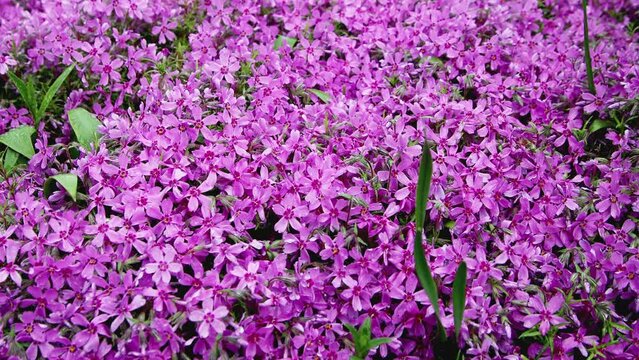 Ornamental garden plant with numerous fragrant flowers collected in a large inflorescence on top of a lilac stem styloid phlox.
