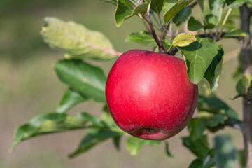 Red apple growing on a tree. Organic apples.