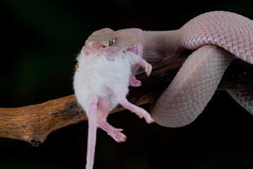 A female pink mangrove pit viper snake Trimeresurus purpureomaculatus eating a mouse