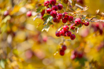 Red fruits of hawthorn on a tree, close-up. Crataegus berries, commonly called forest hawthorn.