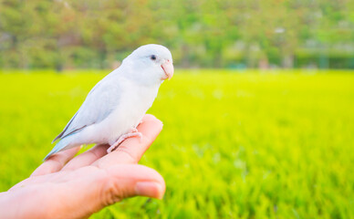 Birds that are pets in the hands of people with matter outdoors in the park.
