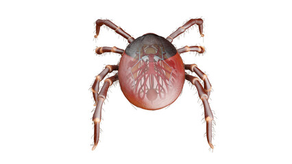 medical illustration