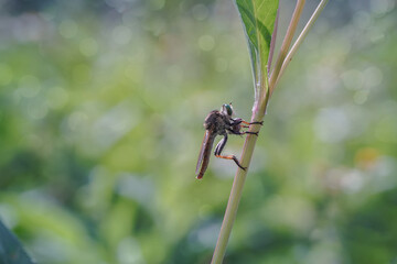 single robberfly breakfast on grass twig