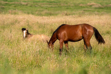 horse and foal in field