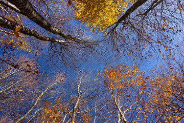 Autumn Landscape Beautiful Colored Trees Over the Forest, Glowing in Sunlight. Domaniç, Kütahya - Türkiye
