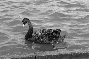 Black Swans on a lake during the summertime. This photo is in black and white for added effect.