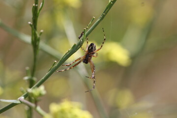 Araignée sous une tige