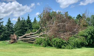 Results of a derecho storm in Ottawa, Ontario, Canada May 21, 2022 with large downed trees...