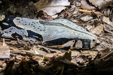 The closeup image of  red-tailed boa (Boa constrictor) head. It is a species of large, non-venomous, heavy-bodied snake that is frequently kept and bred in captivity.