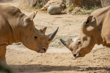 Two white rhinoceros (Ceratotherium simum) are flighting, which is the largest extant species of rhinoceros. It has a wide mouth used for grazing and is the most social of all rhino species.